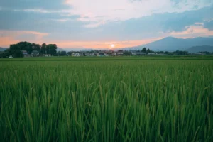ootamaIMG_3471_TP_V