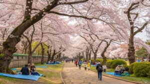 Stunning realistic photograph of Ueno Park Tokyo during cherry blossom season with hundreds of pink sakura trees in full bloom, visitors enjoying hanami flower viewing beneath the blossoms, iconic tree-lined paths and picnickers on blue tarps - Japan's most popular hanami spot attracting over 10 million visitors annually
